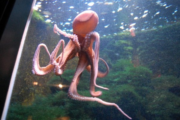Kraken адрес